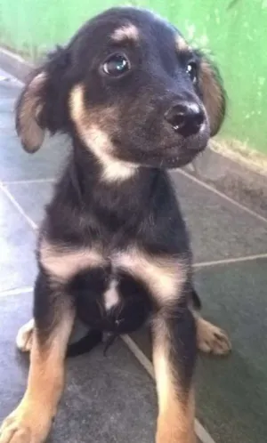Cachorro raça Mestiço idade 2 a 6 meses nome Fred e Drika