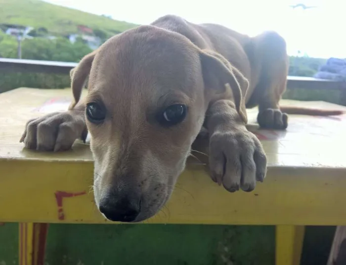 Cachorro ra a Mestiço idade 2 a 6 meses nome Fred e Drika