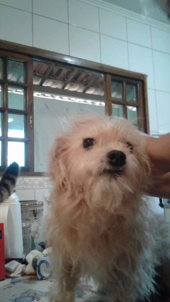 Cachorro ra a mix de york idade 4 anos nome MEL