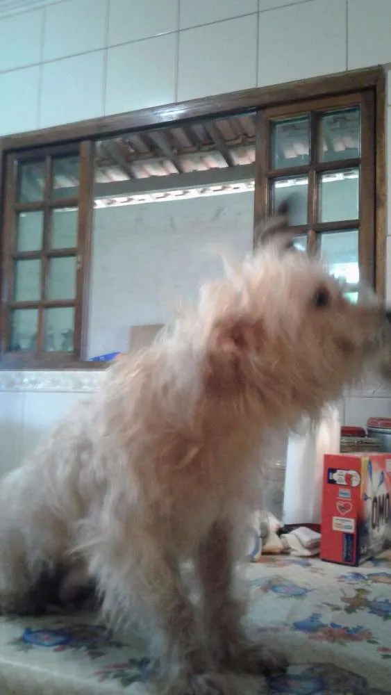 Cachorro ra a mix de york idade 4 anos nome MEL