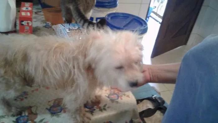 Cachorro ra a mix de york idade 4 anos nome MEL