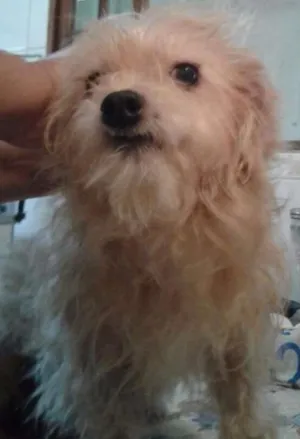 Cachorro raça mix de york idade 4 anos nome MEL