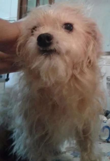 Cachorro ra a mix de york idade 4 anos nome MEL