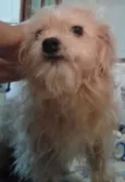 MEL