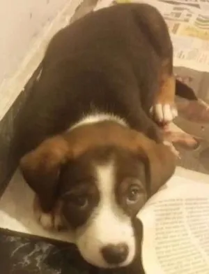 Cachorro raça Srd idade Abaixo de 2 meses nome Cammy