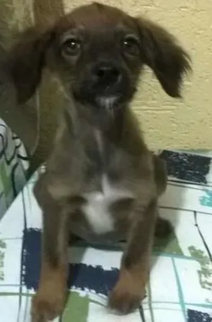 Cachorro raça Vira-lata idade 2 a 6 meses nome Sem nome