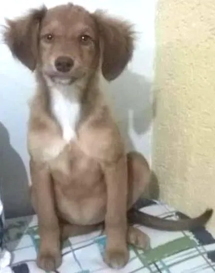 Cachorro ra a Vira-lata idade 2 a 6 meses nome Sem nome
