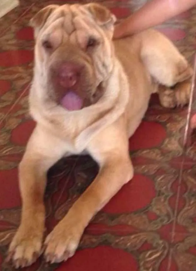 Cachorro ra a Sharpei idade 1 ano nome Babi
