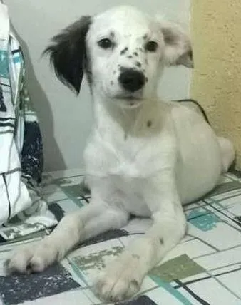 Cachorro ra a Vira-lata idade 2 a 6 meses nome Sem nome