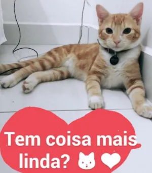 Gato raça Sem raça idade 7 a 11 meses nome Caetano