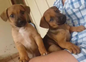 Cachorro raça Sem definiçao  idade 2 a 6 meses nome Pepe e fiona 