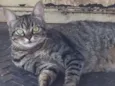 Bela