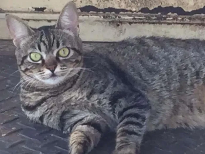 Gato ra a Brasileira idade 1 ano nome Bela