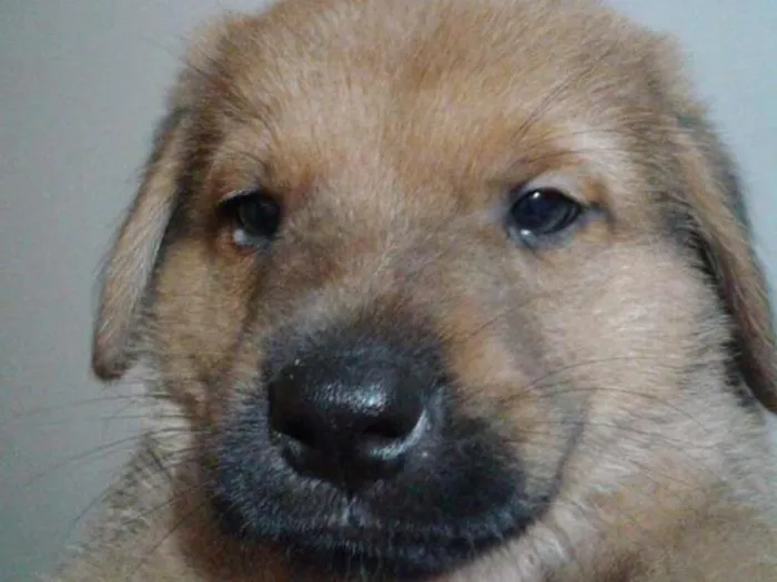 Cachorro ra a Vira lata idade Abaixo de 2 meses nome Sem nome