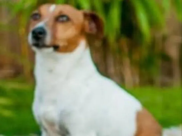 Cachorro ra a Jack Russel idade 6 ou mais anos nome Maylow