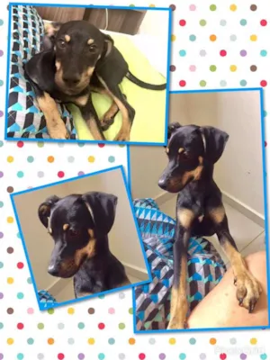 Cachorro raça srd idade 2 a 6 meses nome téo