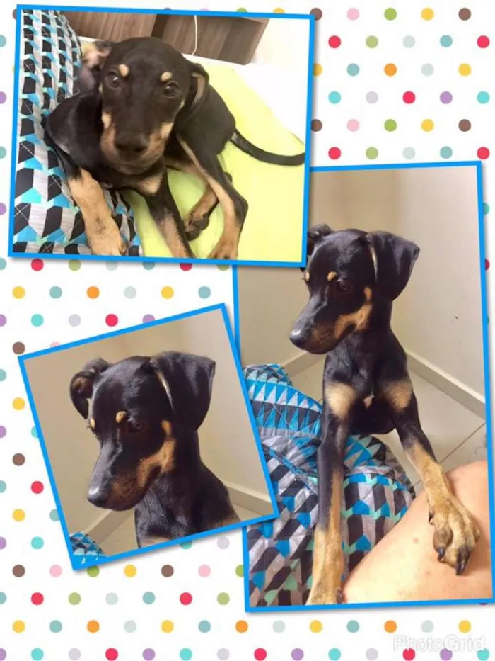 Cachorro ra a srd idade 2 a 6 meses nome téo