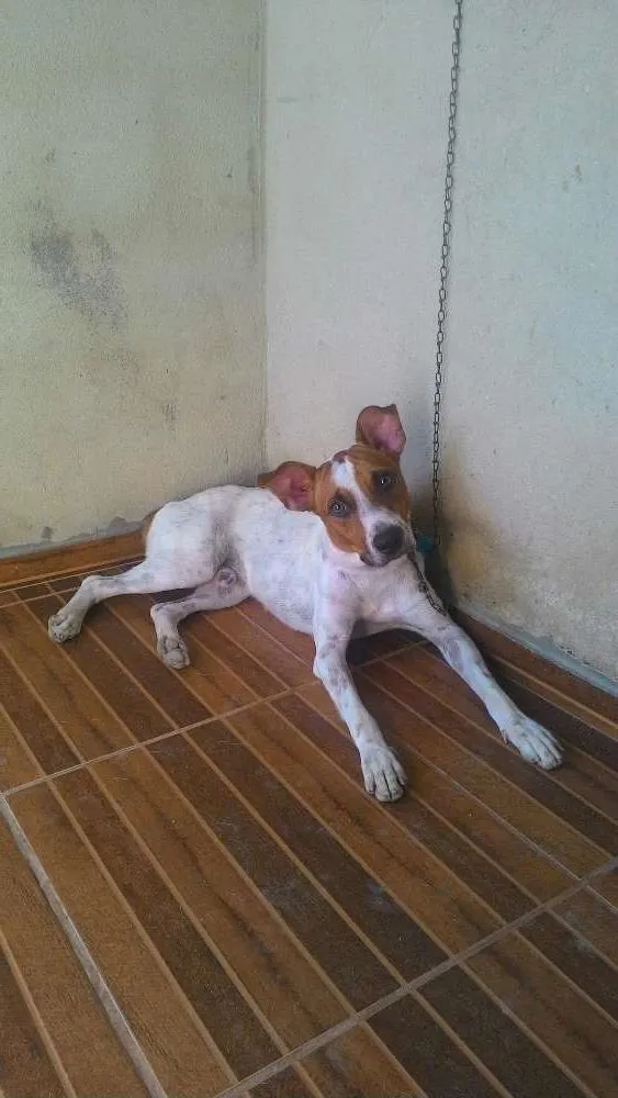 Cachorro ra a Vira lata idade 1 ano nome Max