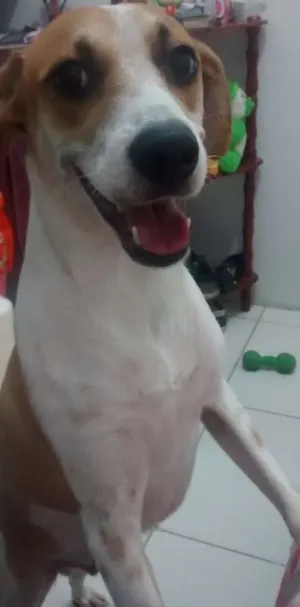 Cachorro raça Vira lata idade 1 ano nome Spot