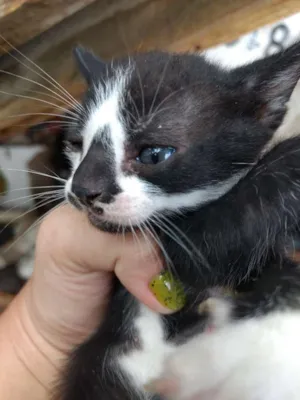 Gato raça Vira- lata idade 2 a 6 meses nome Bolinha