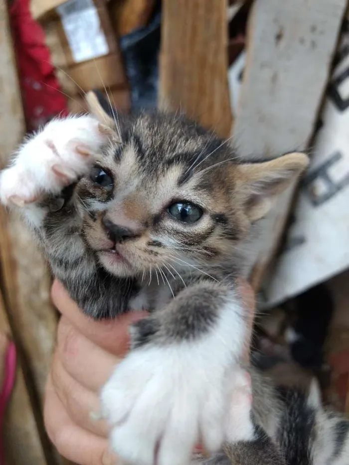 Gato raça Vira-lata idade 2 a 6 meses nome Malhada
