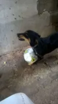 leao