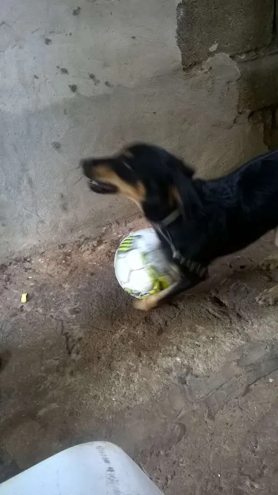 Cachorro raça sed idade 1 ano nome leao