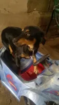 leao