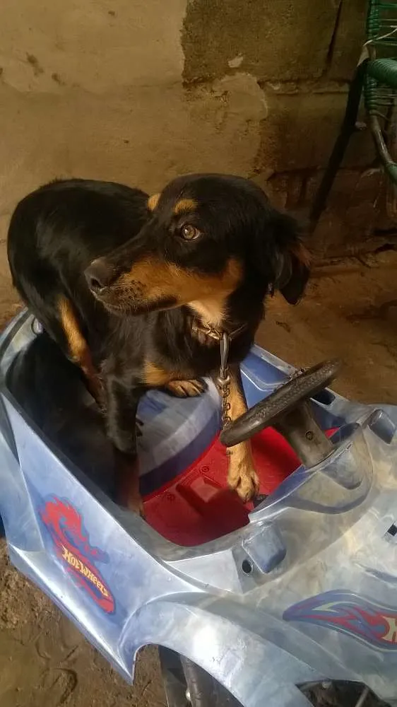 Cachorro raça sed idade 1 ano nome leao