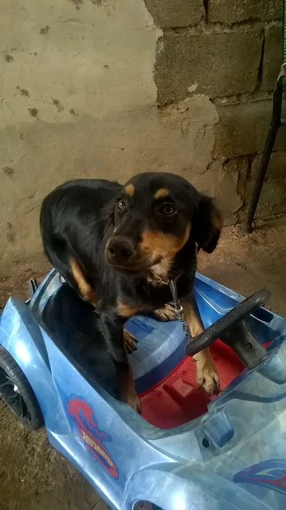 Cachorro raça sed idade 1 ano nome leao