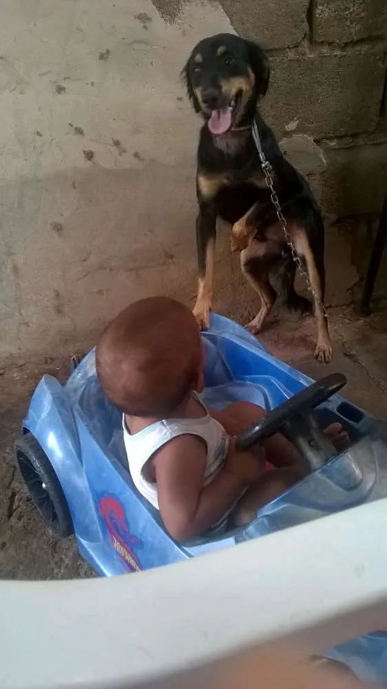 Cachorro raça sed idade 1 ano nome leao