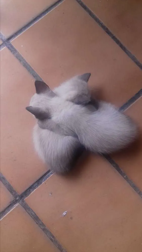 Gato raça 2 machos e 2 femea idade Abaixo de 2 meses nome 4 filhotes