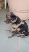 MALHADINHO