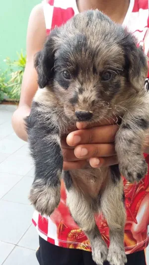 Cachorro raça VIRA LATA idade Abaixo de 2 meses nome MALHADINHO