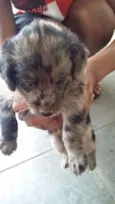 MALHADINHO
