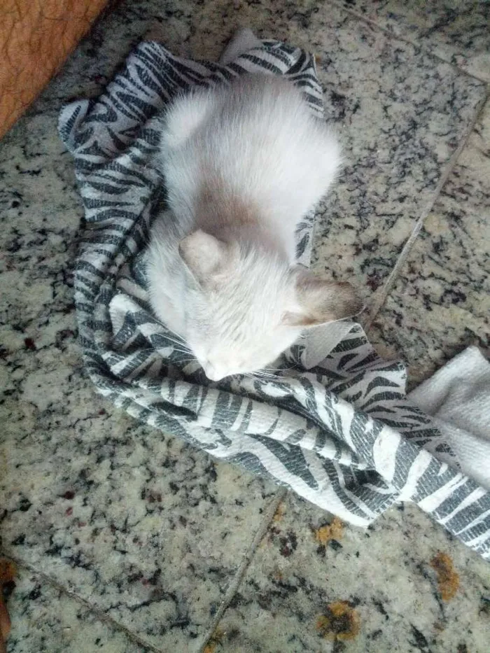 Gato raça  idade Abaixo de 2 meses nome sem nome