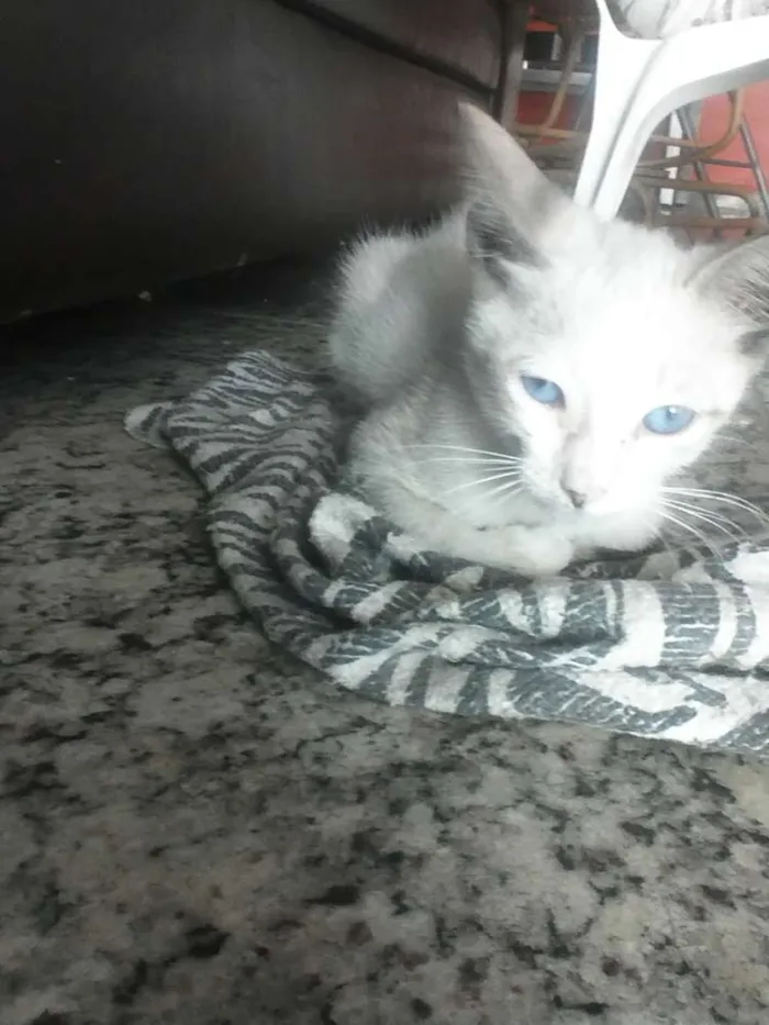 Gato raça  idade Abaixo de 2 meses nome sem nome