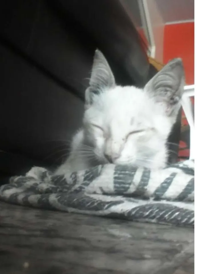 Gato raça  idade Abaixo de 2 meses nome sem nome