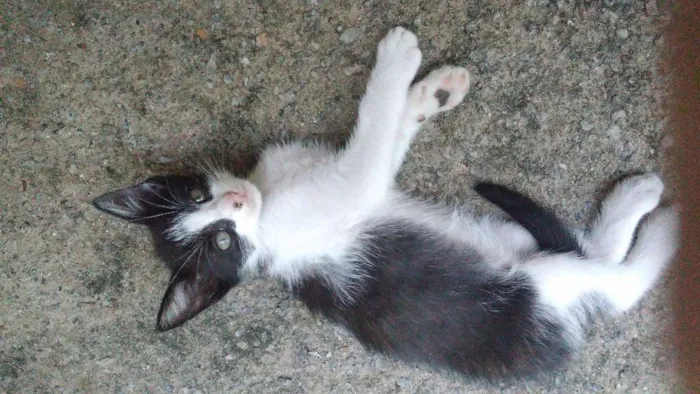 Gato ra a Vira-lata idade 2 a 6 meses nome Bartolomeia