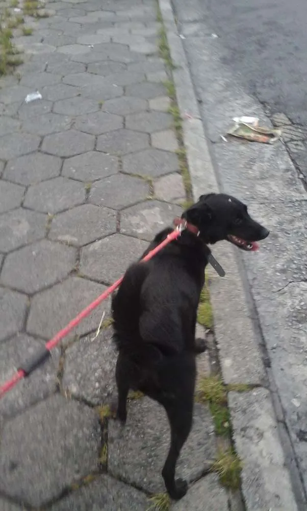 Cachorro ra a SRD idade 2 anos nome MALU GRATIFICA