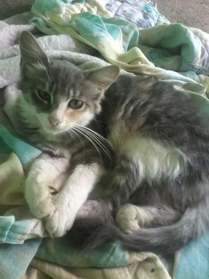 Gato ra a Mestiço idade 7 a 11 meses nome Não possui