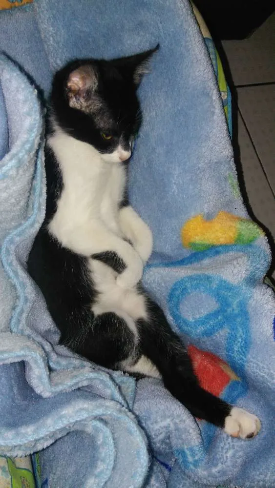Gato ra a  idade Abaixo de 2 meses nome Toretto