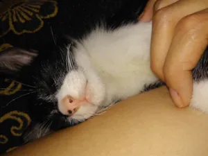Gato raça  idade Abaixo de 2 meses nome Toretto