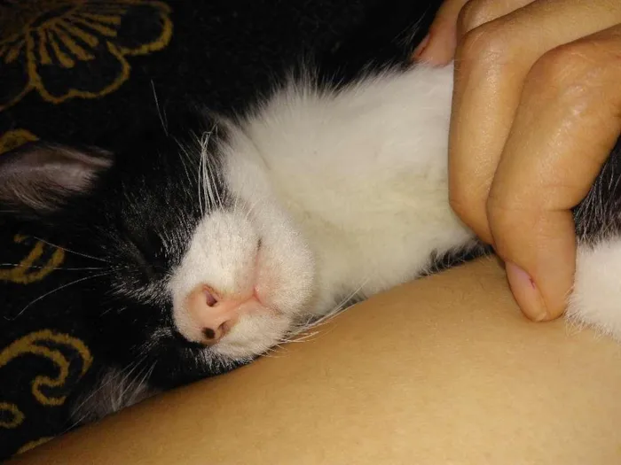 Gato ra a  idade Abaixo de 2 meses nome Toretto