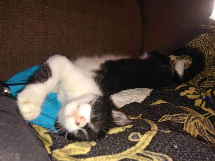 Gato ra a  idade Abaixo de 2 meses nome Toretto