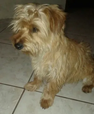 Cachorro raça mistura de yorkshire idade 7 a 11 meses nome Zé