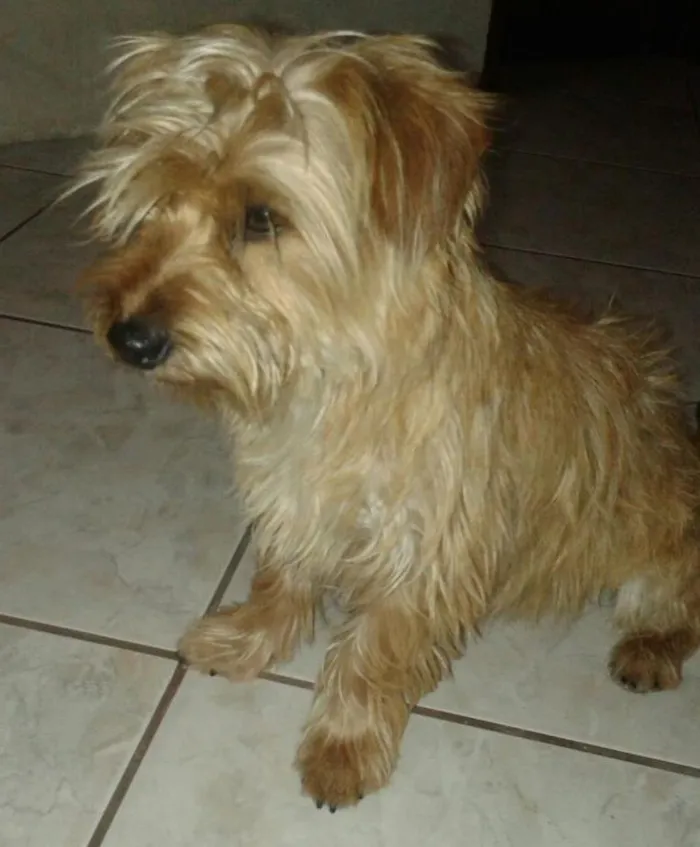 Cachorro ra a mistura de yorkshire idade 7 a 11 meses nome Zé