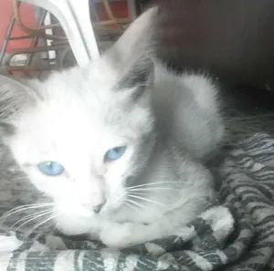 Gato raça  idade Abaixo de 2 meses nome sem nome