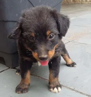 Cachorro raça VIRA LATA idade Abaixo de 2 meses nome PRETINHO