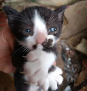 Gato raça Vira-lata idade 2 a 6 meses nome Pinguinho
